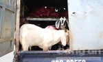 TPHCM: CSGT phát hiện xe ‘luồng xanh’ chở 41 con dê sống chưa kiểm dịch