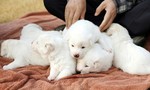 Tổng thống Hàn Quốc đề xuất cấm ăn thịt chó