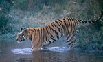 Cảnh sát Ấn Độ bắn hạ con hổ vồ chết nhiều người