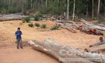 Bắt 2 nhân viên bảo vệ rừng để… mất rừng