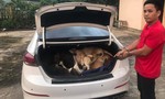 Nhóm đối tượng lái ô tô trộm gần 40 con chó trong một đêm