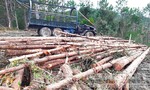 Vụ phá gần 200 héc-ta rừng thông để trồng mắc ca: "Tối hậu thư” cho nhà đầu tư