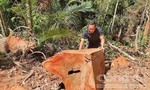 Vụ phá rừng Măng Đen: Nhóm lâm tặc lĩnh án, nhiều cán bộ bị kỷ luật