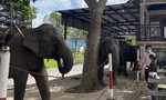 Khẩn trương kiểm tra việc 'bóc lột' sức voi phục vụ du lịch mùa Tết
