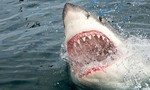 Úc đóng cửa bãi biển Sydney để truy lùng cá mập cắn chết người
