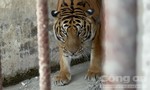 Cận cảnh vận chuyển ‘gia đình’ hổ ‘khủng’ từ Bình Dương về vườn thú TPHCM