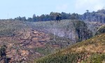 Viện Khoa học lâm nghiệp để mất hơn 2.000 ha rừng, đất rừng
