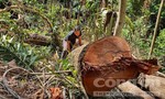 Lại xảy ra khai thác gỗ và phá rừng tại H.Kon Plông