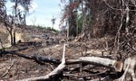 Vụ phá rừng ở khu vực Hòn Đót, Phú Yên: Khởi tố thêm 13 bị can