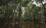 Tìm thấy 2 đứa trẻ sáu tuổi và tám tuổi đi lạc trong rừng Amazon sau 1 tháng