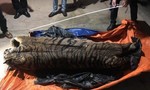 Bắt vụ vận chuyển con hổ đông lạnh nặng trên 200 kg đi tiêu thụ