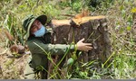 Gia Lai: Khởi tố vụ hủy hoại rừng tự nhiên
