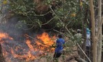 Đồng bằng sông Cửu Long: Cảnh báo nguy cơ cháy rừng