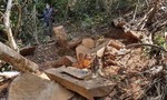 Đắc Lắc: Làm rõ trách nhiệm, xử lý nghiêm để xảy ra phá rừng trái pháp luật
