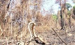 Quảng Nam: Lý giải nguyên nhân trong một năm giảm 2.850 ha rừng tự nhiên