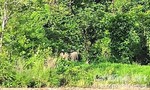 Đàn voi rừng từ Campuchia vào biên giới Việt Nam