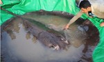 Phát hiện loài cá nước ngọt lớn nhất thế giới trên sông Mekong