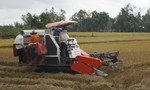 Hỗ trợ sinh kế cho 300.000 hộ nông dân trồng lúa ở ĐBSCL