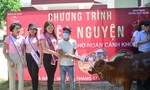 Trao 22 con bò giống hỗ trợ sinh kế cho hộ nghèo tại huyện Hoà Vang