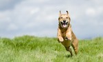 Nghiên cứu mới: Chó có thể khóc vì vui mừng khi chủ về nhà