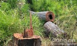 Vụ rừng ở biên giới Gia Lai bị phá: UBND tỉnh chỉ đạo xác minh