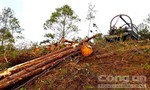 Băm nát gần 200 héc-ta rừng thông để trông mắc ca: Lợi bất cập hại