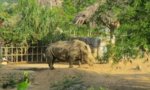 Điều tra đàn tê giác 2 sừng chết bất thường trong khu du lịch sinh thái