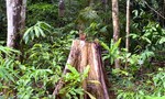 Kon Tum: Khởi tố vụ phá rừng quy mô lớn ở vùng biên