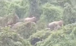 Đi làm rẫy, người dân Quảng Nam phát hiện đàn voi rừng