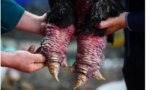 Quá trình nuôi gà Đông Tảo đón Tết tại Việt Nam