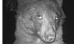 Con gấu ở Mỹ nổi tiếng nhờ 400 bức ảnh “tự sướng”