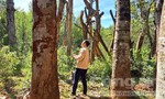 Gia Lai: Hàng loạt cây xanh di dời khi làm đường đã bị chết