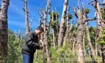 Vụ nhiều cây xanh di dời bị chết ở Gia Lai: BQLDA lý giải nguyên nhân