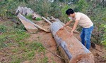 Vụ các dự án “nuốt rừng”: Ban Nội chính Tỉnh uỷ yêu cầu báo cáo