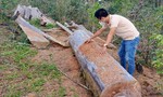 Kon Tum: Hàng loạt dự án "nuốt rừng"