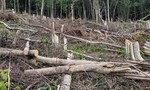 Bắt đối tượng liên quan đến vụ chặt hạ hơn 500 cây rừng