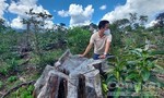 Diễn biến mới về các dự án “nuốt rừng” tại Kon Tum