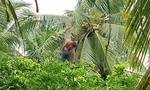 Người đàn ông bị cưa máy va trúng, tử vong trên cây dừa