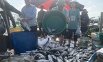 Gần 50 tấn cá chẽm nuôi lồng bè bị chết do sốc nước, mong người dân “giải cứu”