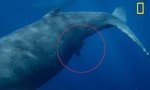 Clip thước phim đầu tiên về cá voi lưng gù sinh con
