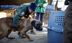 Xã hội Hàn Quốc tiếp tục chia rẽ vì lệnh cấm ăn thịt chó được đề xuất