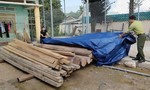 Vụ phát hiện gỗ lậu trên đất của Trưởng Phòng Nội vụ: Phạt người anh trai, tịch thu tang vật