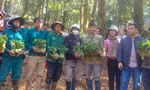 Cấp phát 12.000 cây sâm Ngọc Linh giống của Thủ tướng tặng cho 300 hộ khó khăn