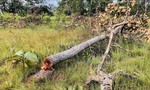 Cục Kiểm lâm đưa lực lượng kiểm tra điểm “nóng” phá rừng