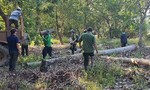 Đồng Nai: Khởi tố vụ khai thác gỗ bất hợp pháp tại rừng phòng hộ