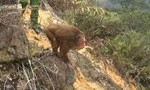 Vận động người dân thả 2 cá thể khỉ mặt đỏ quý hiếm về tự nhiên