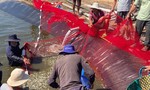 Điều tra vụ 3 hồ nuôi tôm đang thời kỳ phát triển nghi bị đầu độc