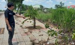 Bình Phước: Cây xanh chết dần, tiền tỷ rụng theo lá khô