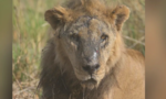 Một trong những con sư tử già nhất thế giới bị sát hại ở Kenya