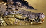 Tìm thấy thi thể ngư dân Úc mất tích trong bụng cá sấu